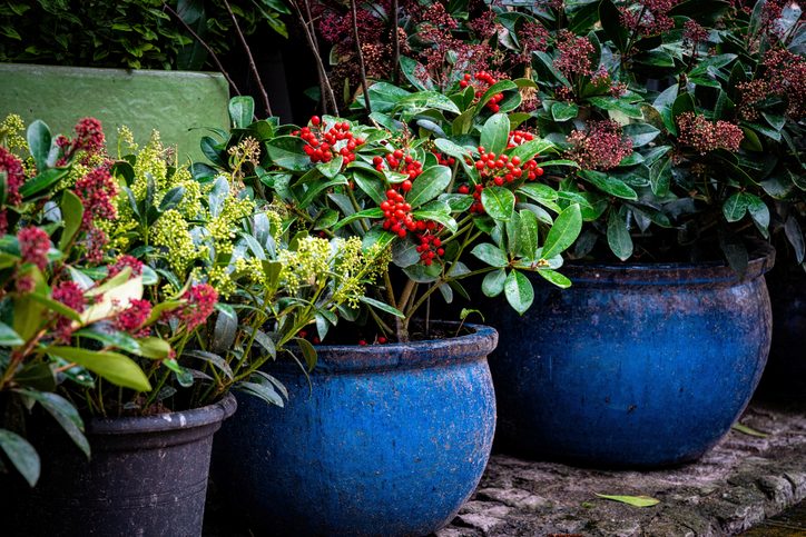 Beautiful decorative plants in the flowerpots.